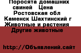 Поросята домашних свиней › Цена ­ 3 - Ростовская обл., Каменск-Шахтинский г. Животные и растения » Другие животные   